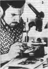 В.С. Гребенников зарисовывает шмелей, 1971 г.