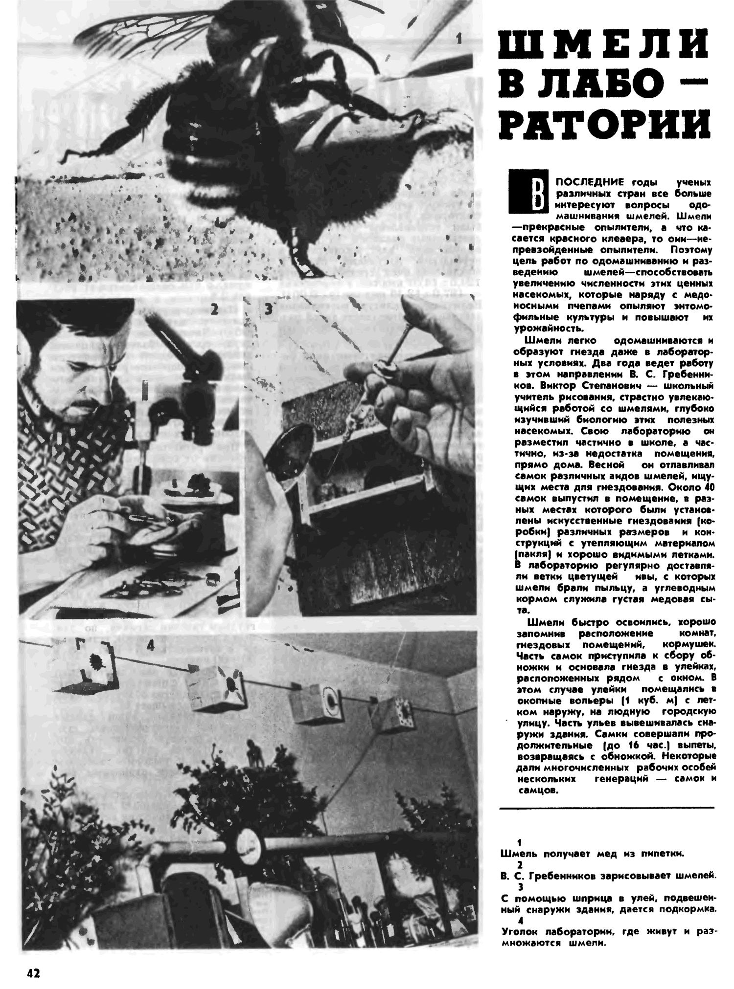 Шмели в лаборатории. А.П. Цыганок. Пчеловодство, 1971, №8, с.42. Фотокопия №1