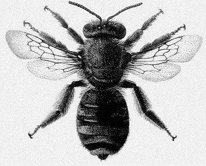 Пчела Эвцера