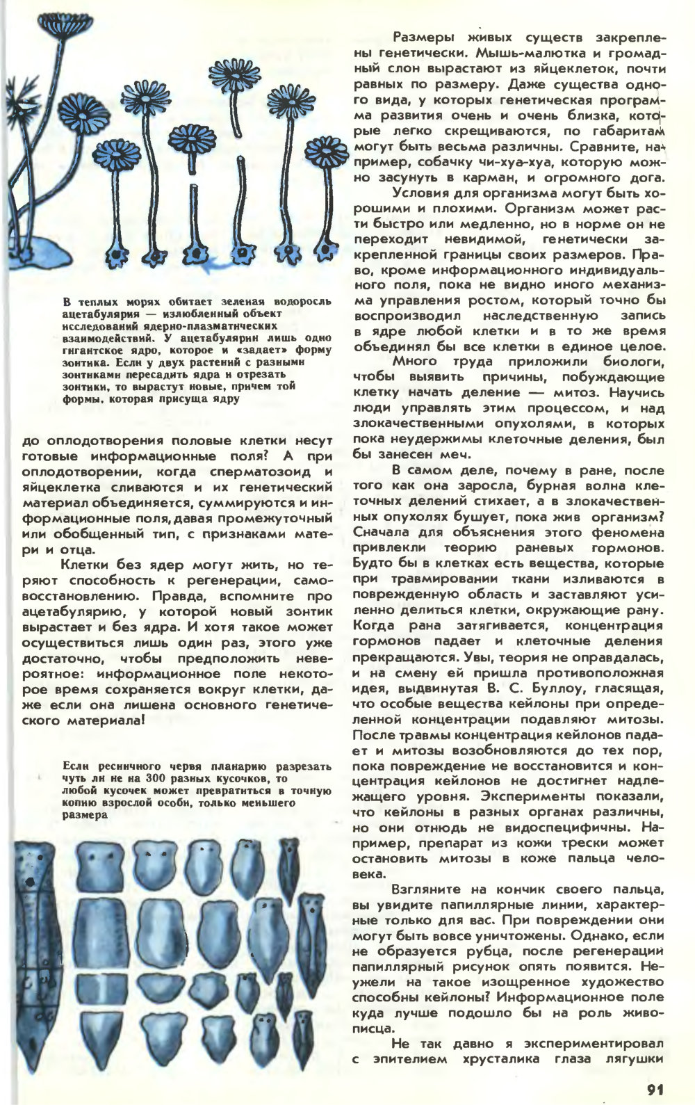 Информационное поле жизни. Ю. Симаков. Химия и жизнь, 1983, №3, с.88-92. Фотокопия №4