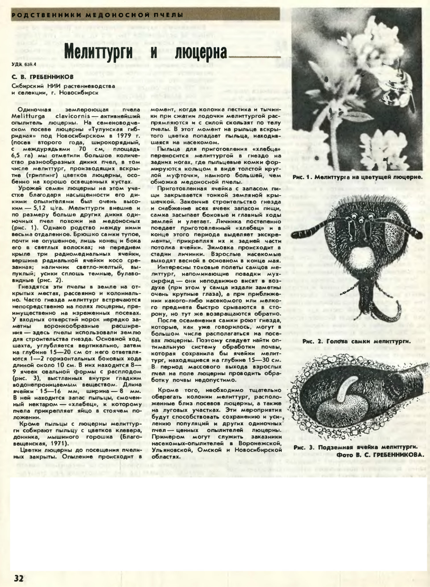 Мелиттурги и люцерна. С.В. Гребенников. Пчеловодство, 1980, №7, с.32. Фотокопия