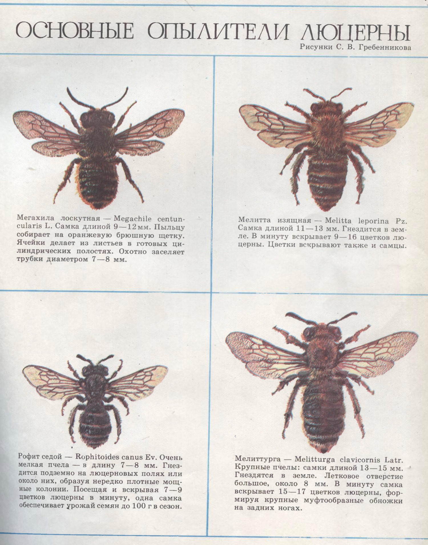 Основные опылители люцерны. С.В. Гребенников. Пчеловодство, 1984, №3, с.33 (цветна вкладка). Фотокопия