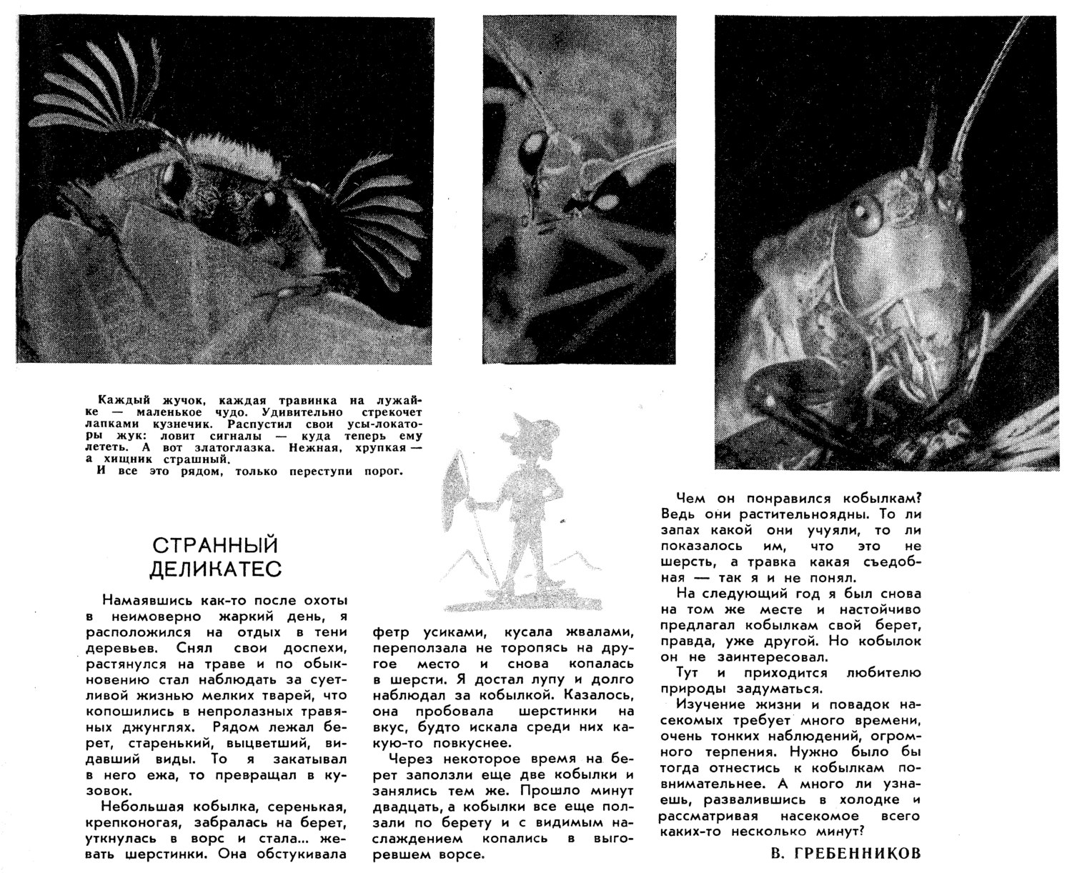 Странный деликатес. В.С. Гребенников. Юный натуралист, 1966, №5, с.23. Фотокопия
