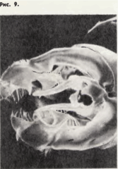 Генитальный (копулятивный) аппарат самца шмеля Bombus muscorum при увеличении 25 раз