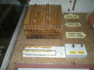 Люцерновая пчела-листорез. Опыт разведения и хозяйственного использования
