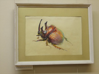 Австралийский жук Больбоцерус. В.С. Гребенников, 1990 г.