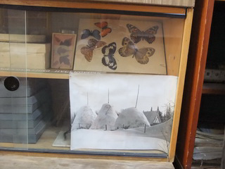Коллекции бабочек