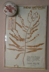 Листья иван-чая, послужившие материалом пчелам-листорезам для строительства ячеек