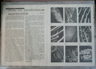 Пчелы под электронным микроскопом. В.С. Гребенников. Пчеловодство, 1978, №1, с.10-11