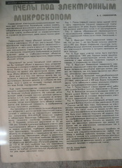 Пчелы под электронным микроскопом. В.С. Гребенников. Пчеловодство, 1978, №1, с.10