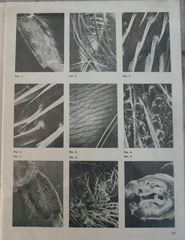 Пчелы под электронным микроскопом. В.С. Гребенников. Пчеловодство, 1978, №1, с.11