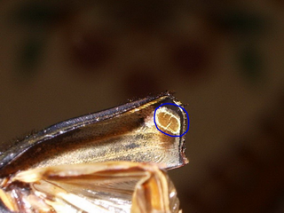 М1 Надкрылье мертвоеда снято прям на жуке, синим кружком как раз и обведена та интересная структура, шарики слева от неё это клещики они часто на мертвоедах встречаются