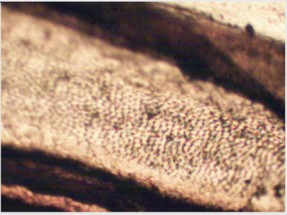 Julodis variolaris. Маховые крылья на просвет (ближе к переднему краю). Увеличение х200