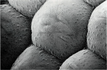 Тысячи «ультрамикрофасеток» на каждой микроскопической фасетке глаза бабочки.