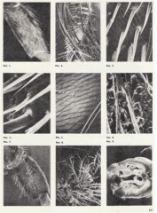 Пчелы под электронным микроскопом. В.С. Гребенников. Пчеловодство, 1978, №1, с.11.