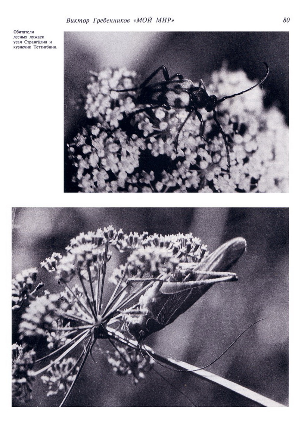 Мой мир. В.С. Гребенников. Новосибирск, Советская Сибирь, 1997, c.80. Фотокопия