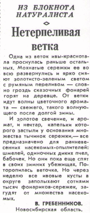 Нетерпеливая ветка. В.С. Гребенников. Сельская жизнь, 02.04.1981. Фотокопия