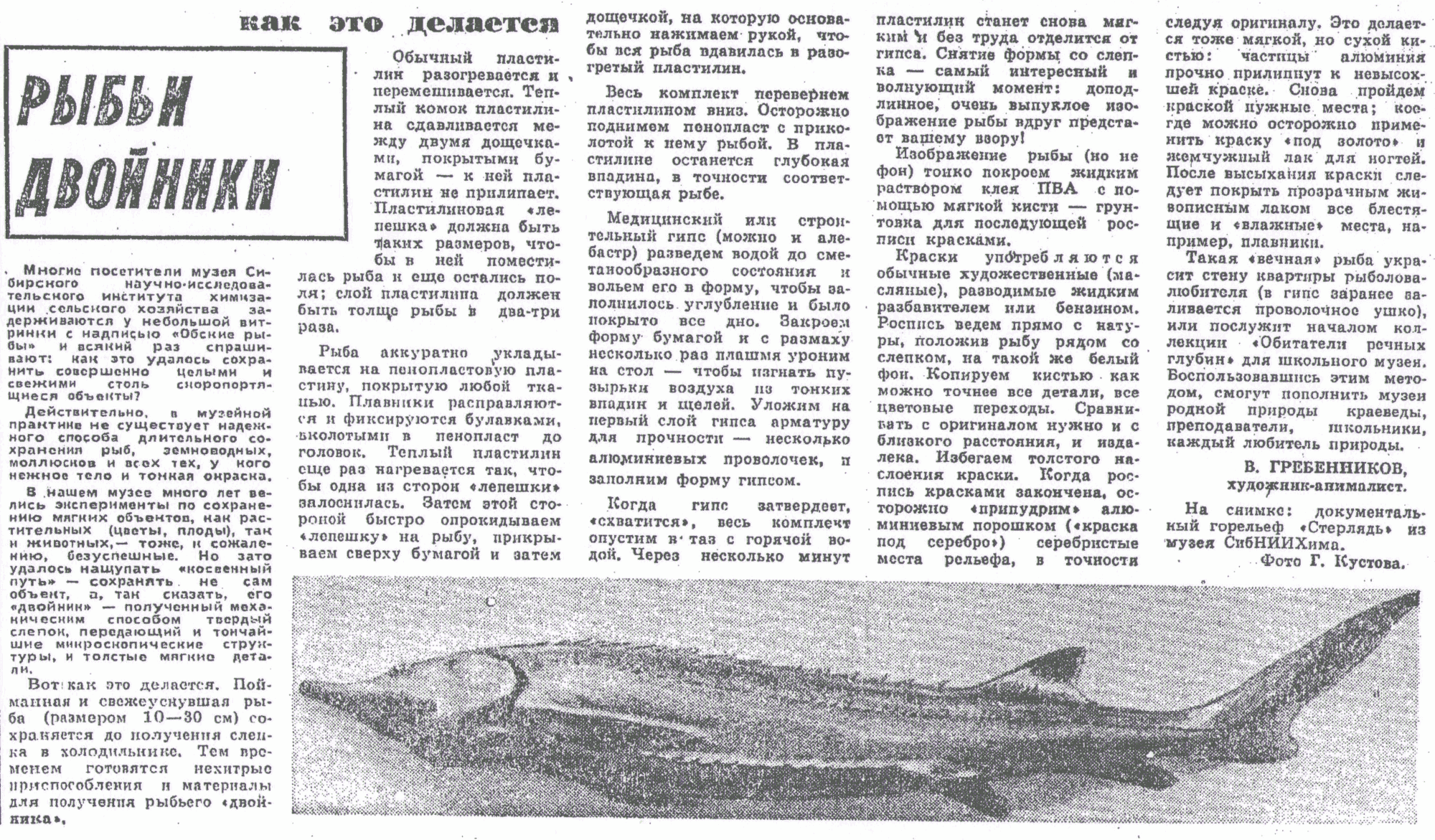 Рыбьи двойники. В.С. Гребенников. Вечерний Новосибирск, 17.02.1978, с.3. Фотокопия