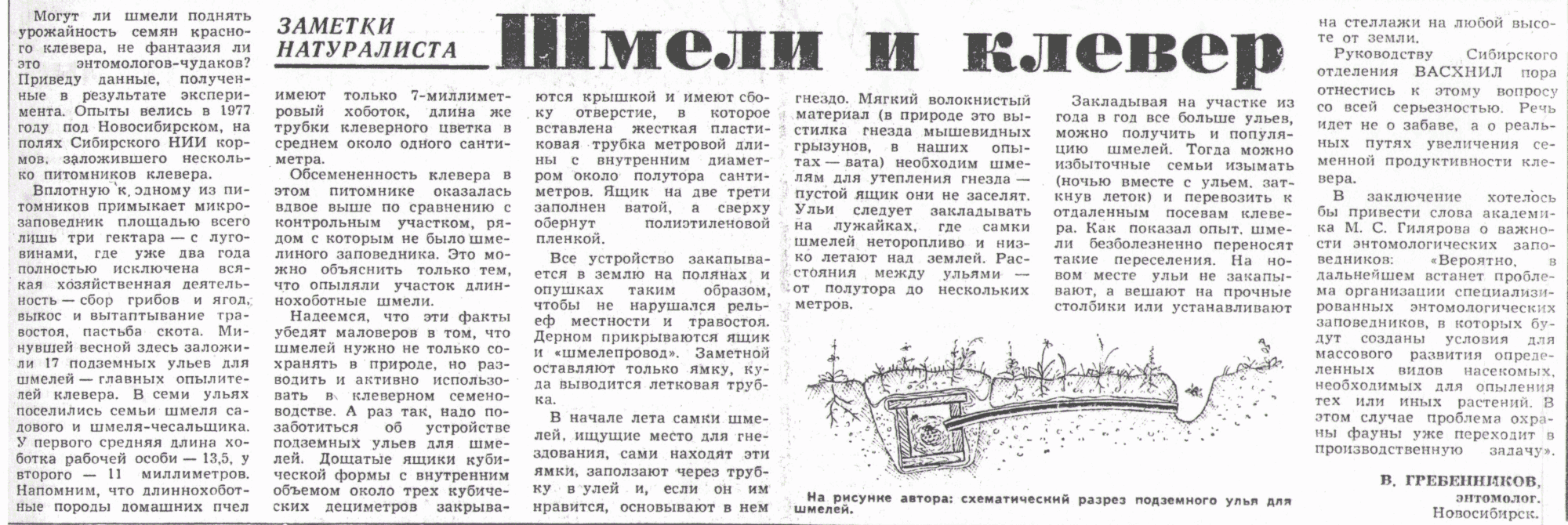 Шмели и клевер. В.С. Гребенников. Сельская жизнь, 16.04.1978. Фотокопия