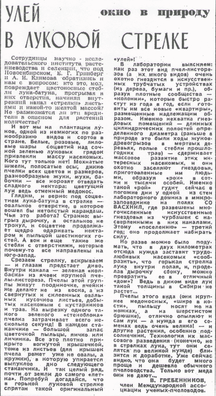 Улей в луковой стрелке. В.С. Гребенников. Вечерний Новосибирск, 07.08.1981, с.4. Фотокопия