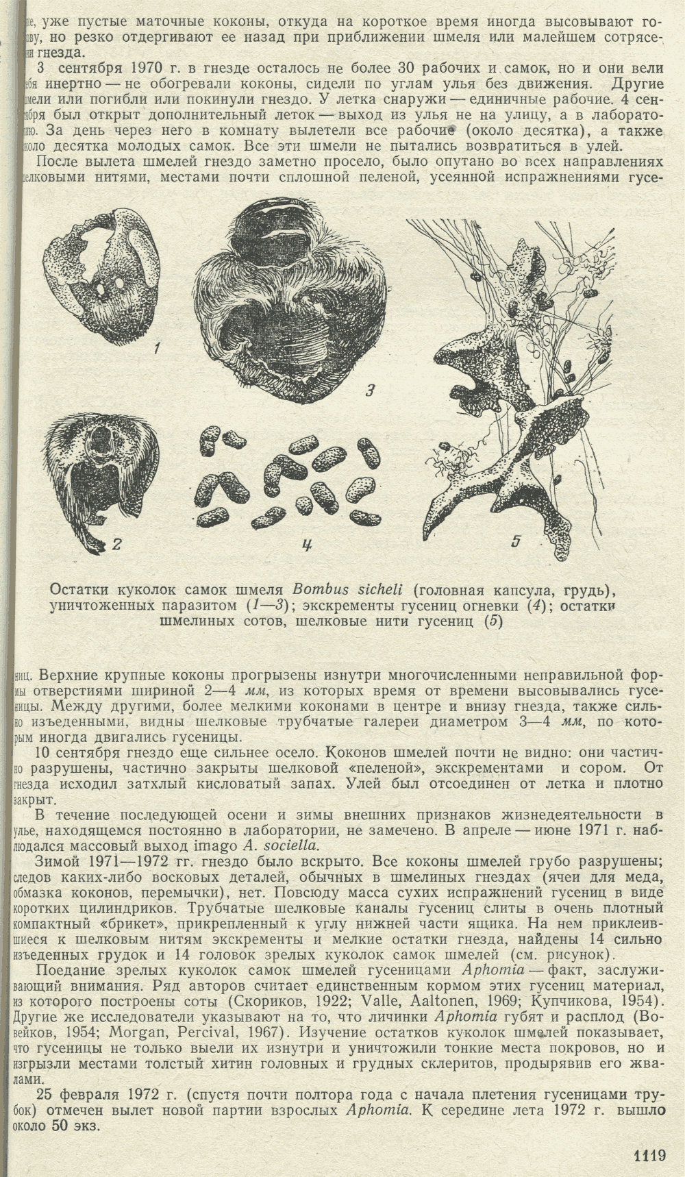 К биологии огневки Aphomia sociella — паразита гнезд шмелей. В.С. Гребенников. Зоологический журнал, 1977, т.56, в.7, с.1118-1120. Фотокопия №2