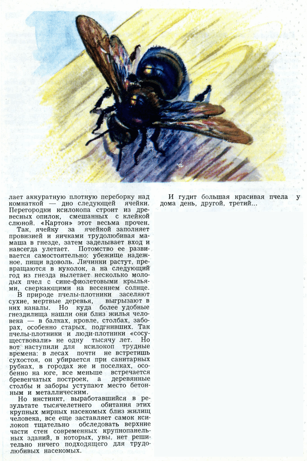 Пчела-плотник. В.С. Гребенников. Юный натуралист, 1979, №7, с.31-32. Фотокопия №2