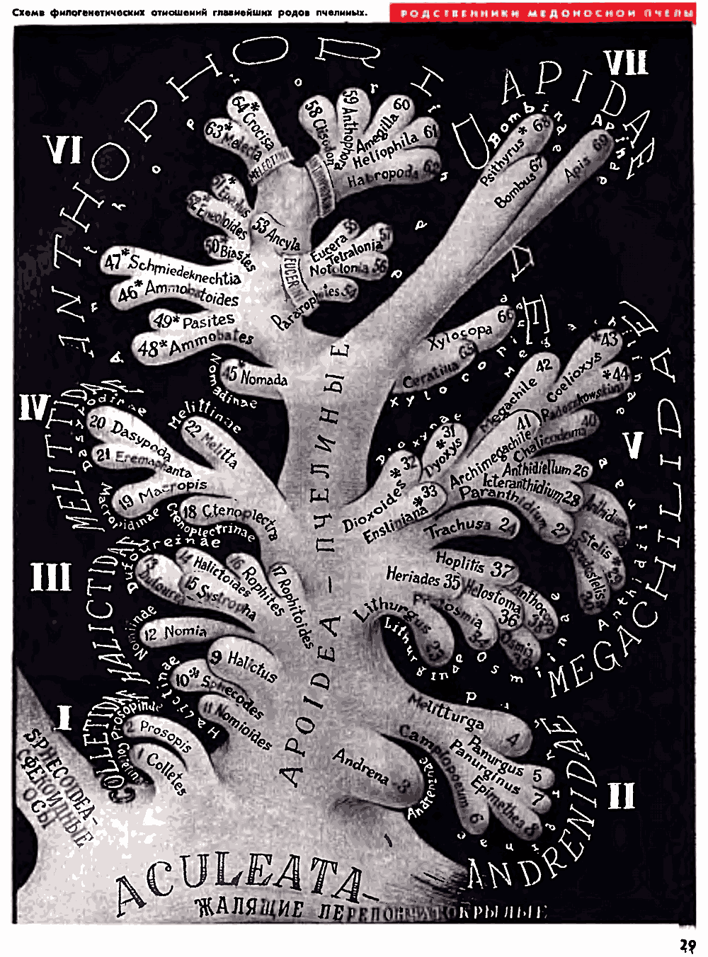 Родословное древо пчелиных. В.С. Гребенников, А.З. Осичник. Пчеловодство, 1975, №10, с.28-29. Фотокопия №2