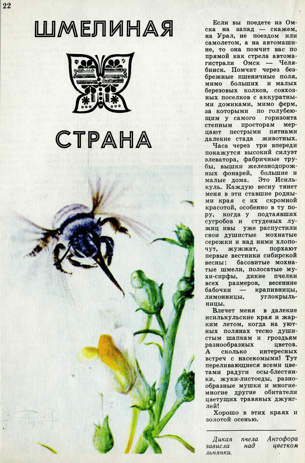 Шмелиная страна. В.С. Гребенников. Юный натуралист, 1978, №9, с.22-25. Фотокопия №1