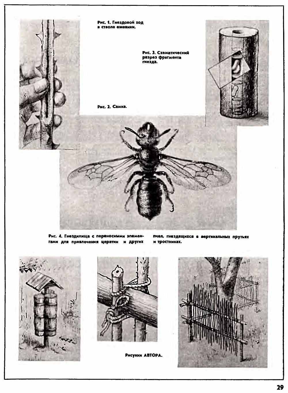 Цератины. В.С. Гребенников. Пчеловодство, 1975, №2, с.28-29. Фотокопия №2