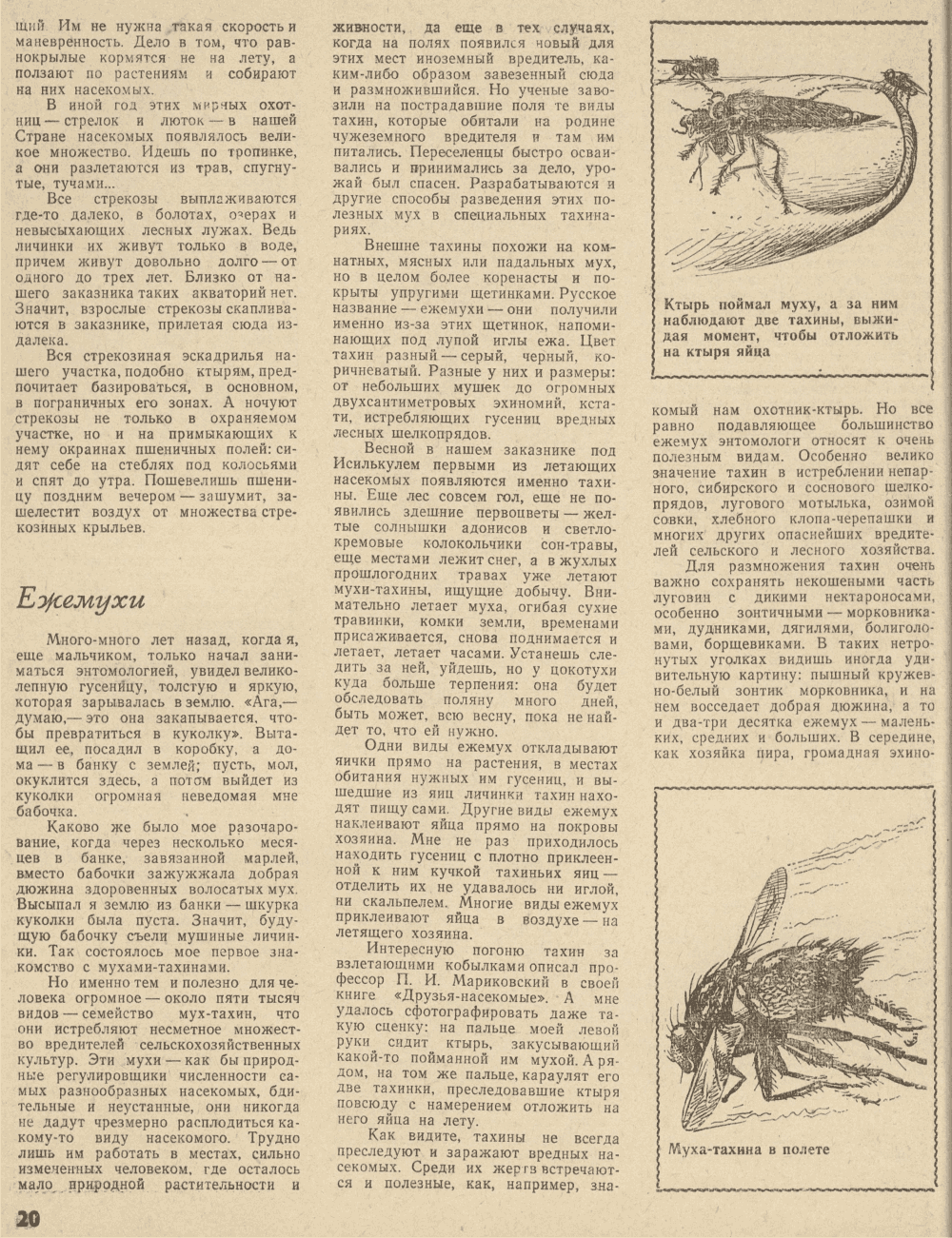 В мире насекомых. В.С. Гребенников. Уральский следопыт, 1979, №9, с.16-23. Фотокопия №5