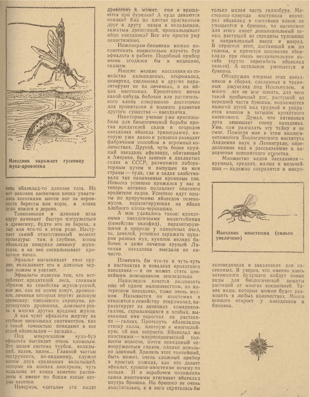 В мире насекомых. В.С. Гребенников. Уральский следопыт, 1979, №9, с.16-23. Фотокопия №8