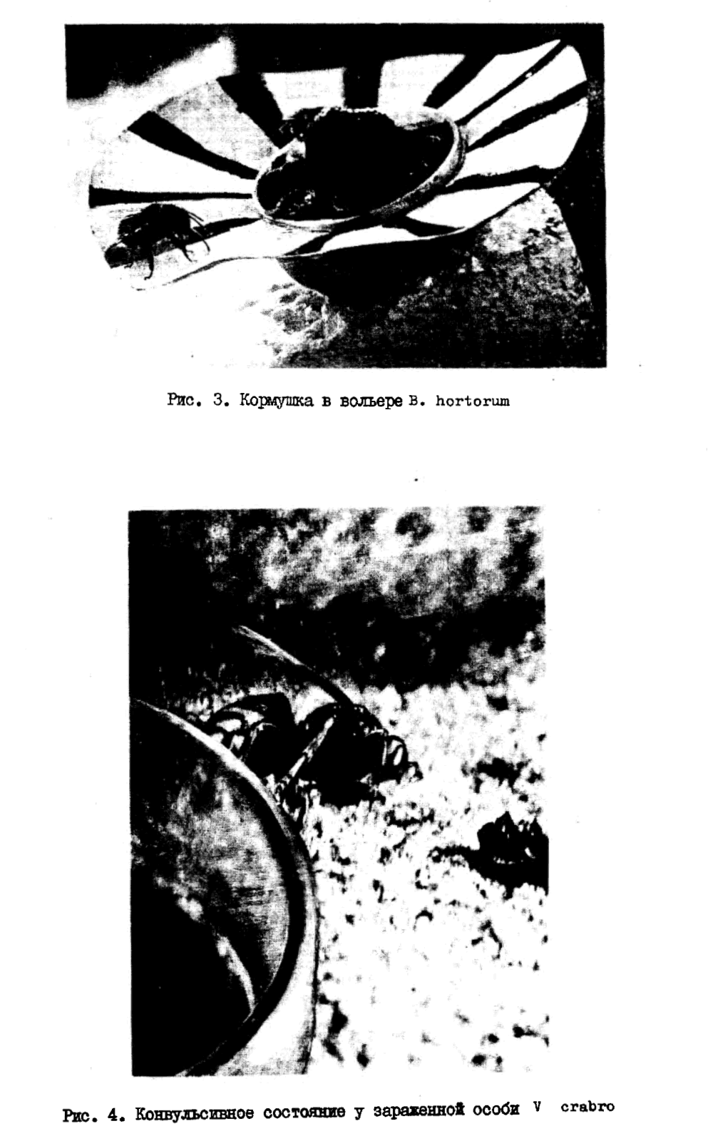 Заражение колоний насекомых отряда Hymenoptera вирусом паралича пчел. П.Л. Талпалацкий, В.С. Гребенников. В кн. Биологические методы борьбы с вредными организмами, Новосибирск, СО ВАСХНИЛ, 1980, с.31-38. Фотокопия №5