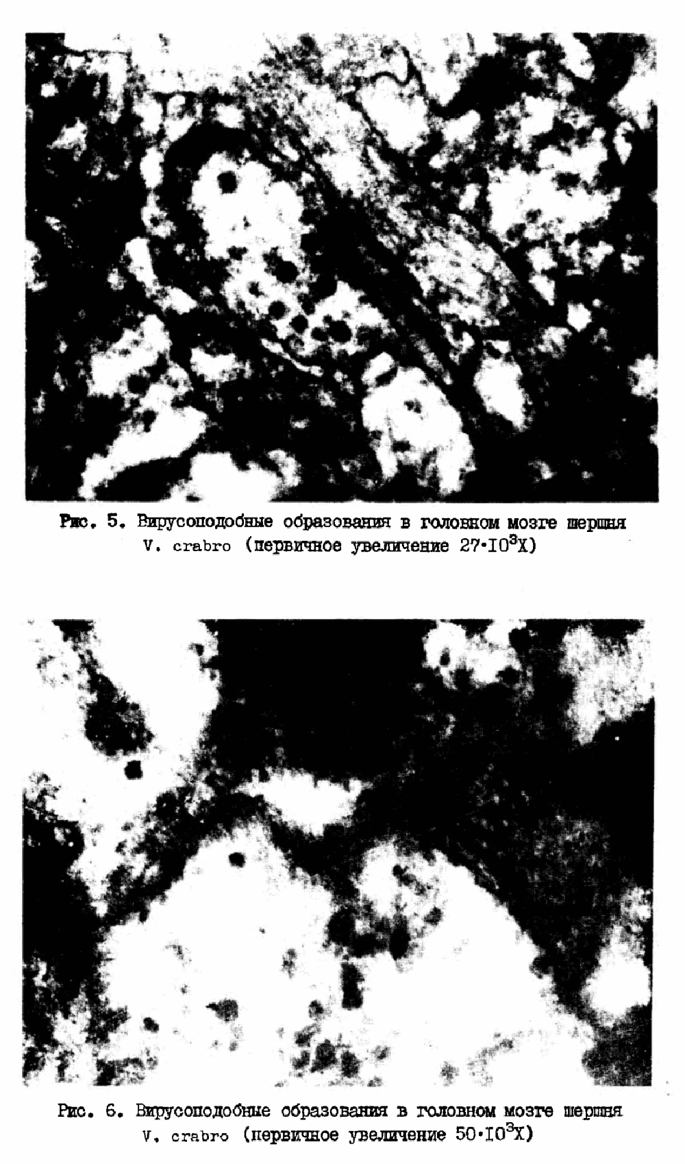 Заражение колоний насекомых отряда Hymenoptera вирусом паралича пчел. П.Л. Талпалацкий, В.С. Гребенников. В кн. Биологические методы борьбы с вредными организмами, Новосибирск, СО ВАСХНИЛ, 1980, с.31-38. Фотокопия №6