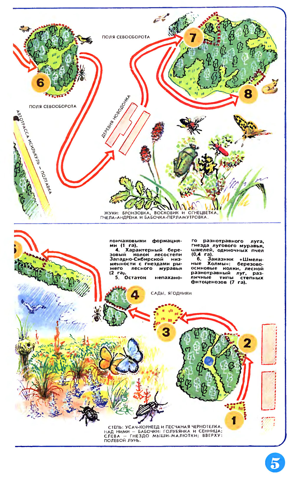 Экологические тропы. В.С. Гребенников. Наука и жизнь, 1991, №6, с.26-28 (вкладка). Фотокопия №5