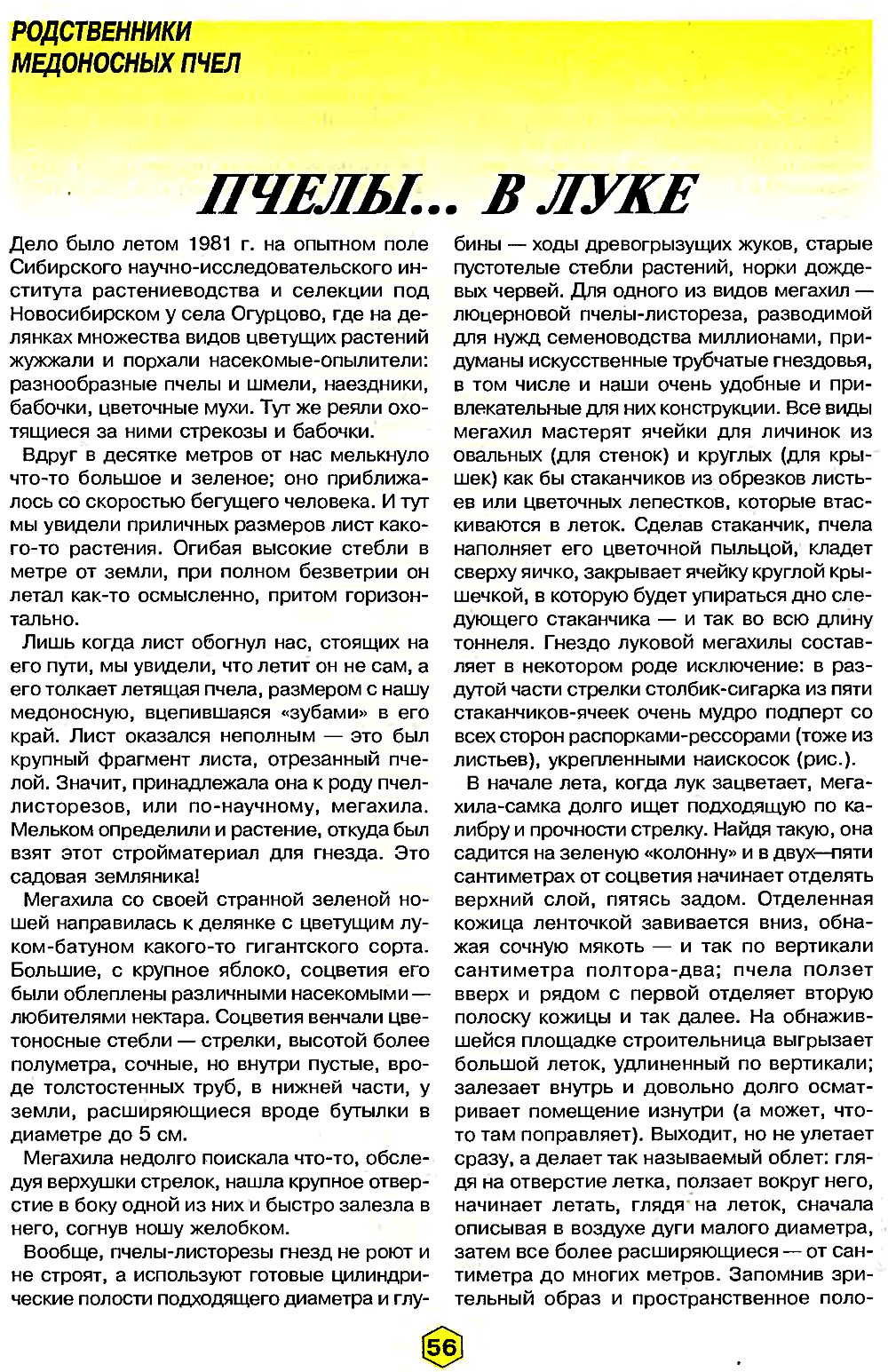 Пчелы… в луке. В.С. Гребенников, С.В. Гребенников. Пчеловодство, 2000, №6, с.56-58. Фотокопия №1