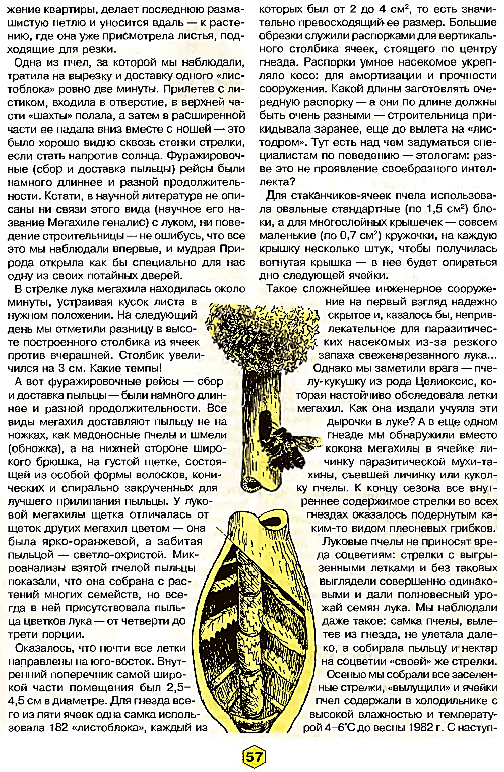 Пчелы… в луке. В.С. Гребенников, С.В. Гребенников. Пчеловодство, 2000, №6, с.56-58. Фотокопия №2