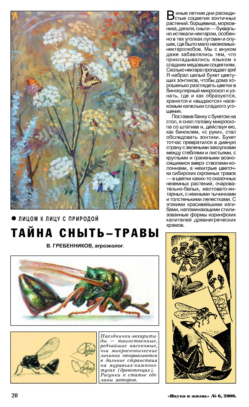 Тайна сныть-травы. В.С. Гребенников. Наука и жизнь, 2000, №6, с.20-22. Фотокопия №1