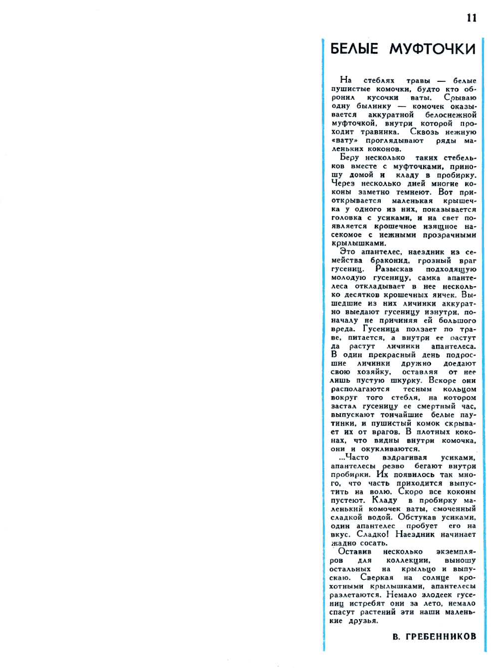 Белые муфточки. В.С. Гребенников. Юный натуралист, 1966, №7, с.11. Фотокопия
