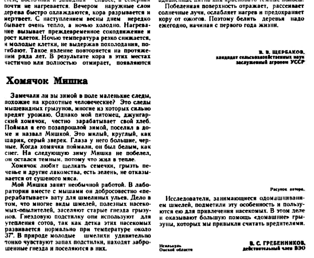 Хомячок Мишка. В.С. Гребенников. Защита растений, 1971, №9, с.63 (редактирование). Фотокопия