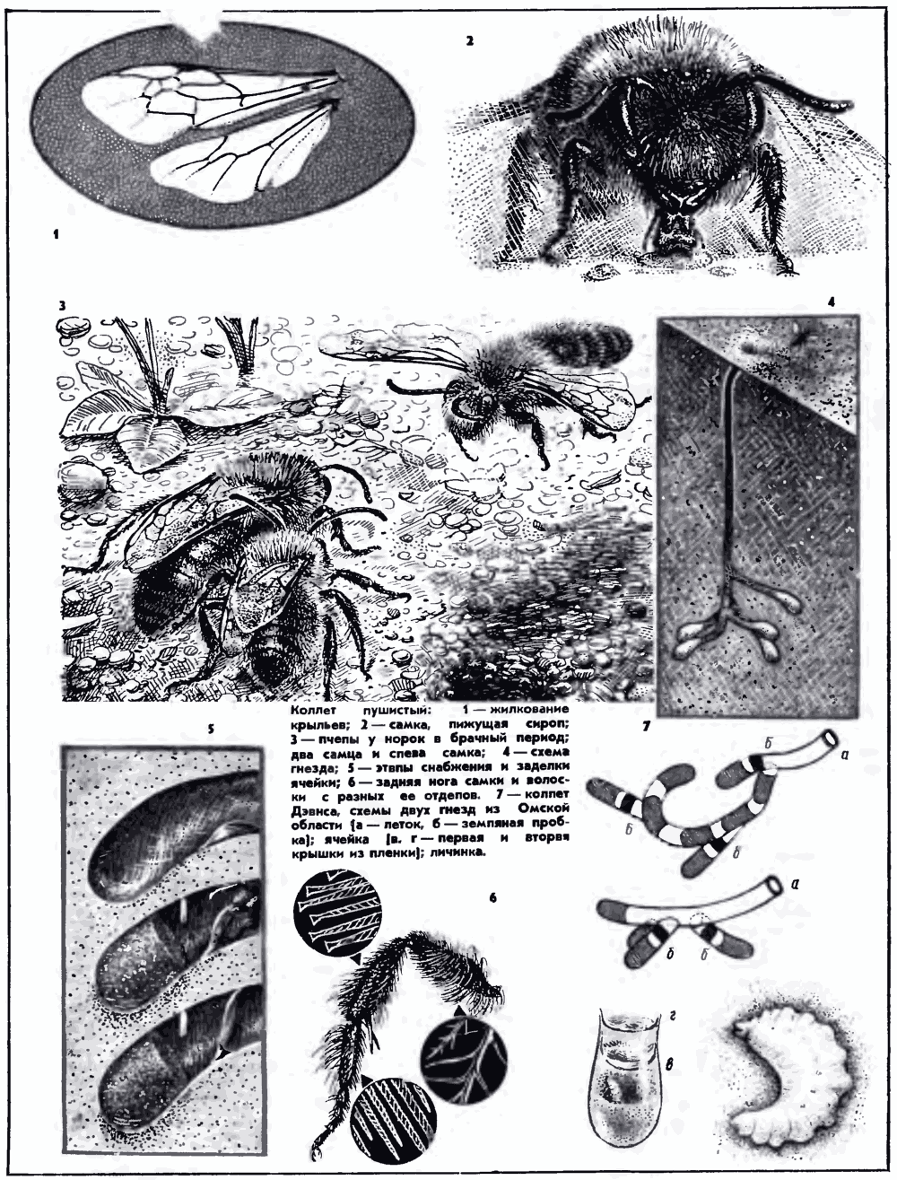 Коллеты. В.С. Гребенников. Пчеловодство, 1974, №1, с.36-38. Фотокопия №2