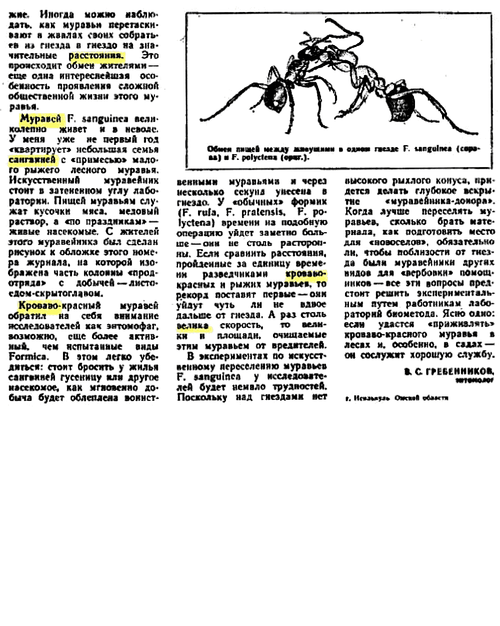 Кроваво-красный муравей. В.С. Гребенников. Защита растений, 1972, №1, с.26-27 (редактирование). Фотокопия №2