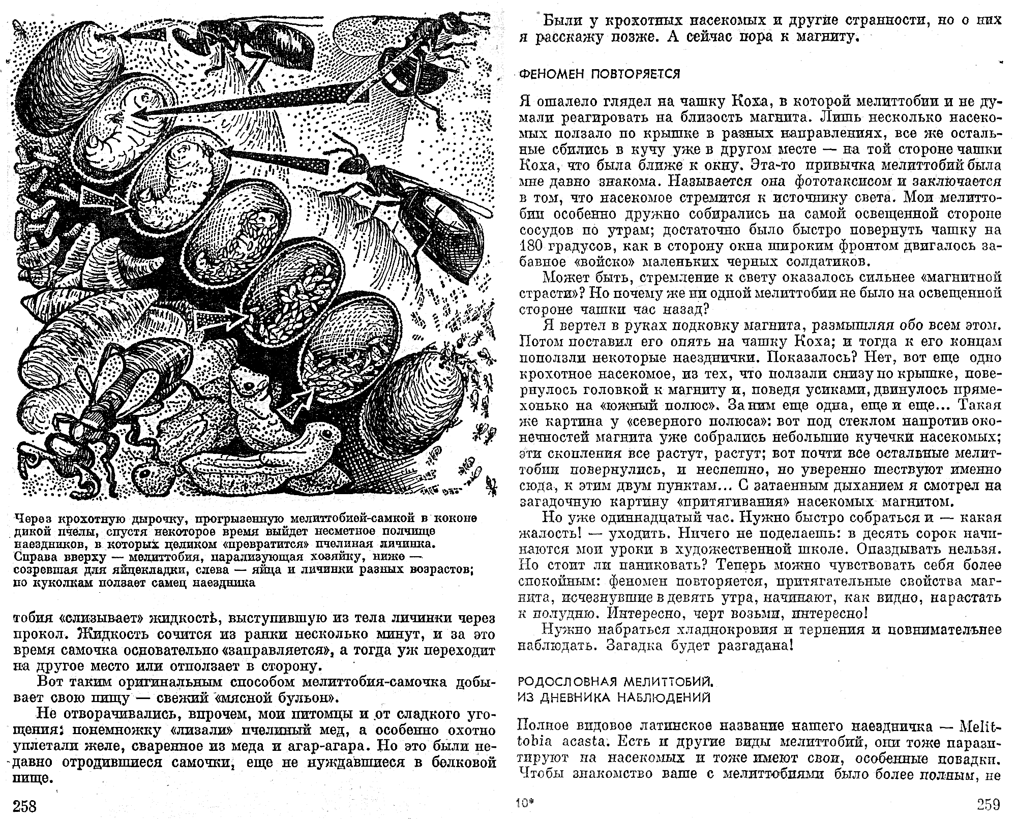 Мелиттобия задает загадку. В.С. Гребенников. В сб. На суше и на море, Москва, Мысль, 1974, с.252-273. Фотокопия №4