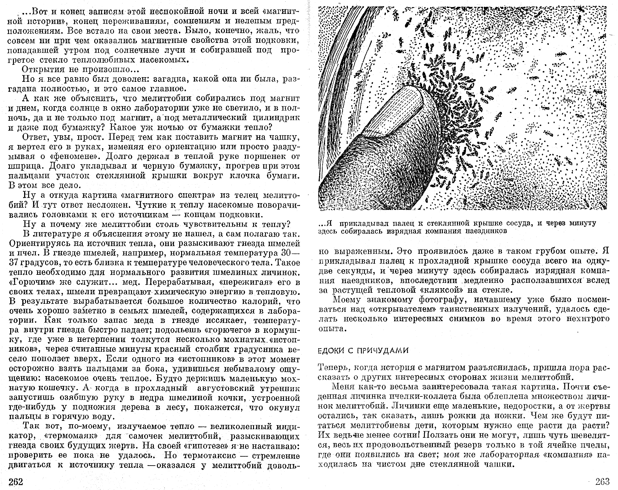 Мелиттобия задает загадку. В.С. Гребенников. В сб. На суше и на море, Москва, Мысль, 1974, с.252-273. Фотокопия №6