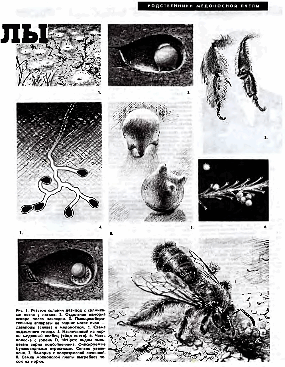 Мохноногие пчелы. В.С. Гребенников. Пчеловодство, 1973, №1, с.44-45. Фотокопия №2