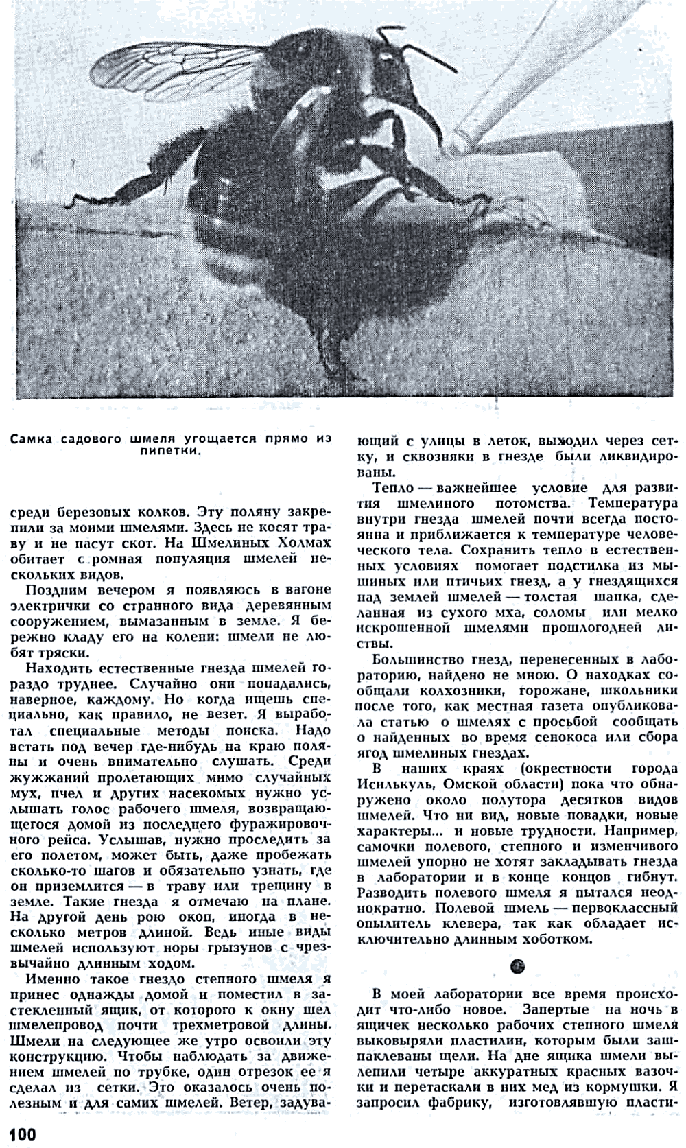 Мои шмели. В.С. Гребенников. Наука и жизнь, 1972, №4, с.97-101 (вкладка). Фотокопия №5