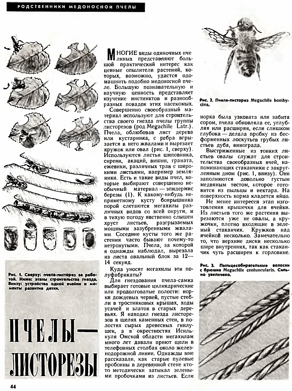 Пчелы-листорезы. В.С. Гребенников. Пчеловодство, 1972, №3, с.44-45. Фотокопия №1