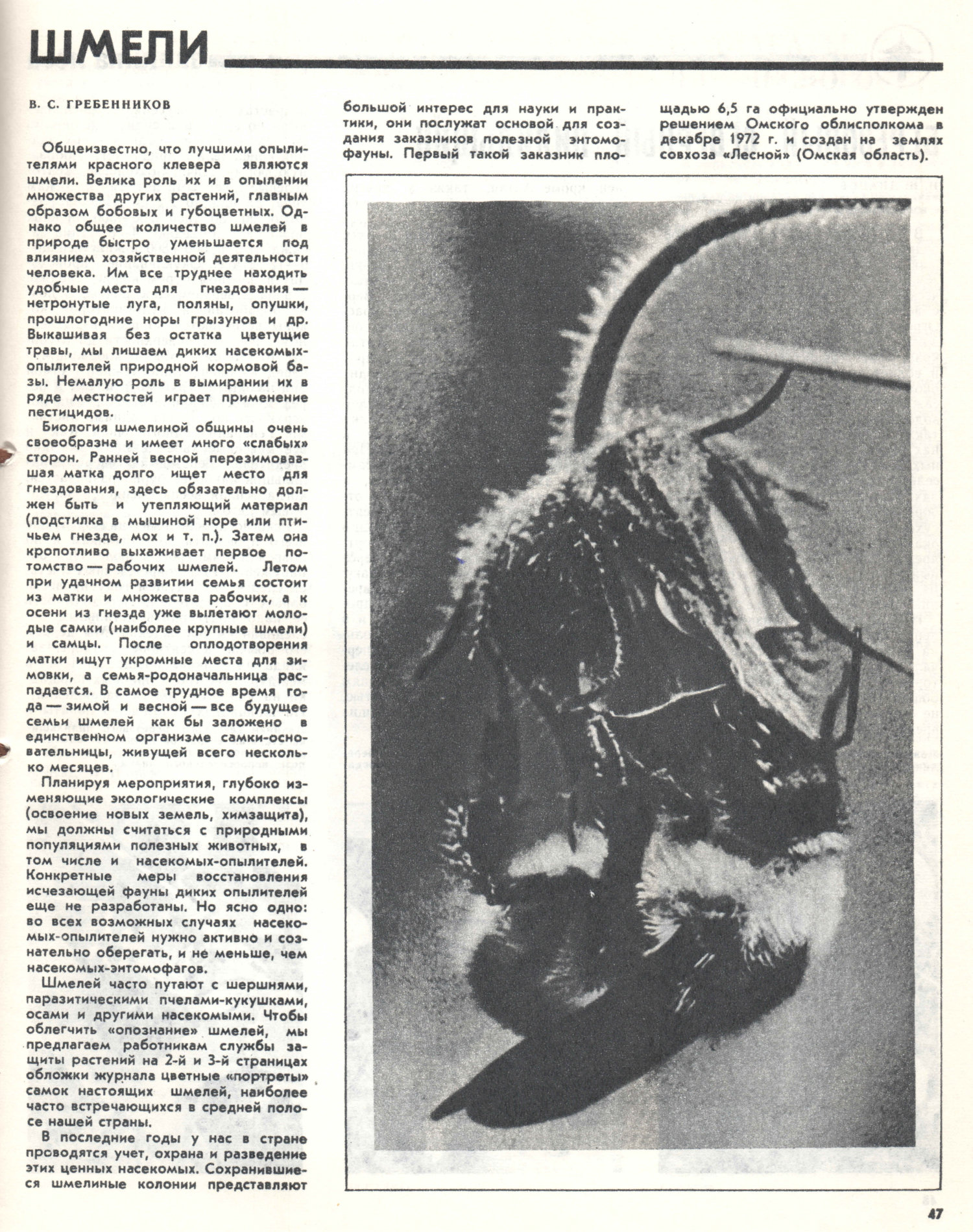 Шмели. В.С. Гребенников. Защита растений, 1973, №7, с.2,3(обложки),47. Фотокопия №1