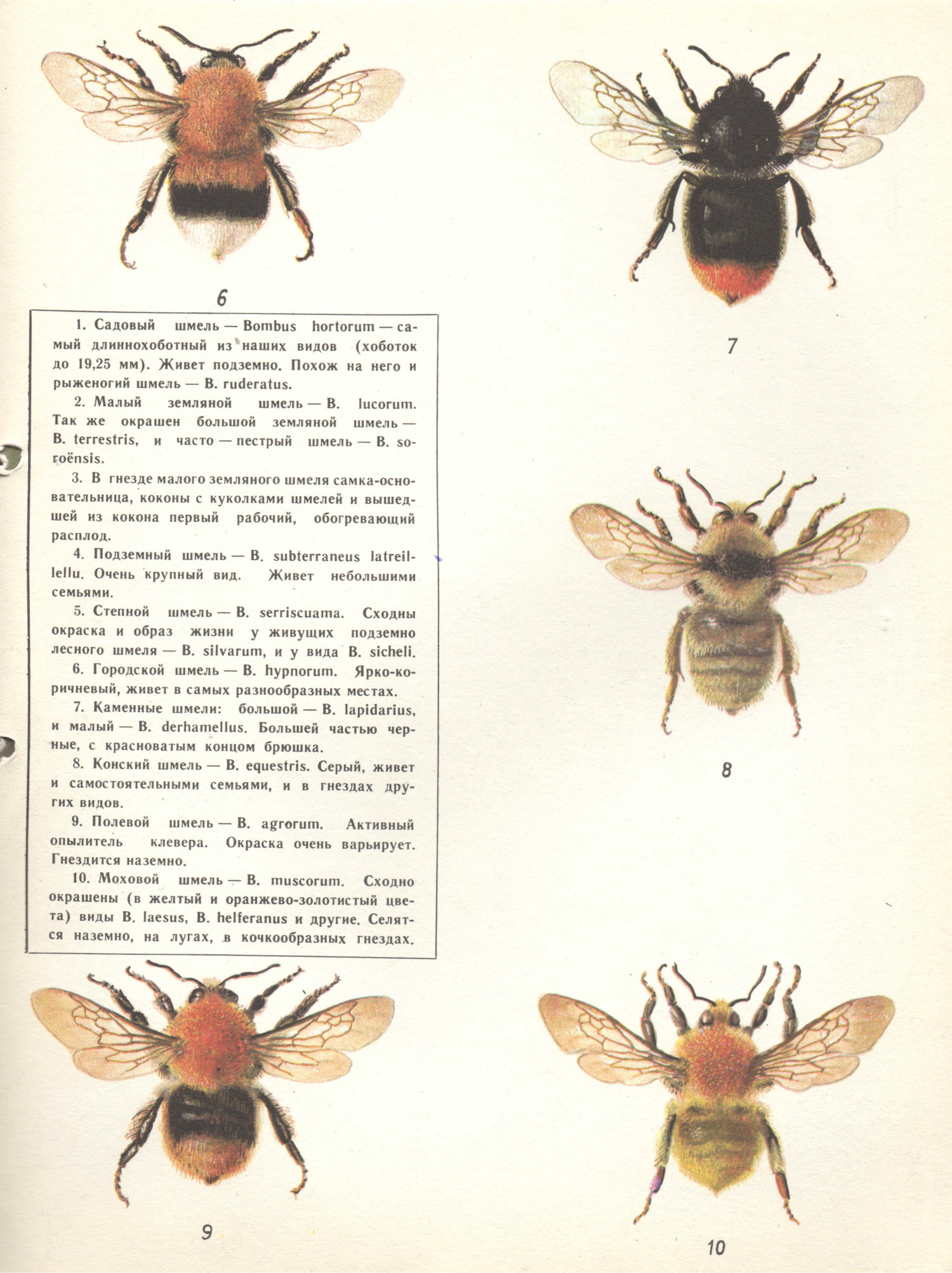 Шмели. В.С. Гребенников. Защита растений, 1973, №7, с.2,3(обложки),47. Фотокопия №2