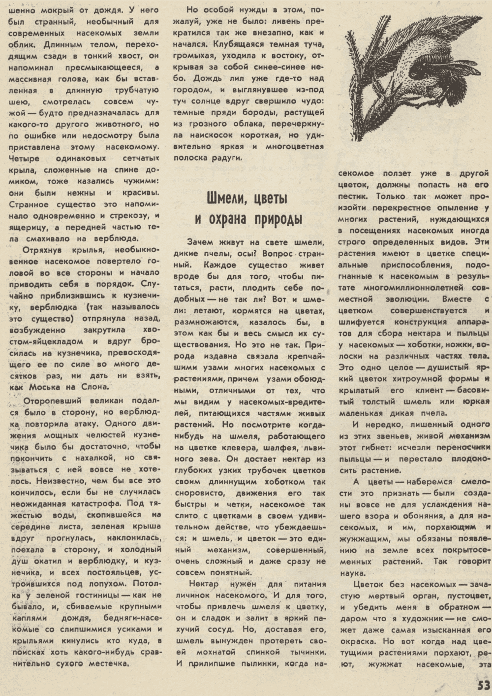 В стране насекомых. В.С. Гребенников. Уральский следопыт, 1974, №5, с.49-54 (цветная вкладка). Фотокопия №6