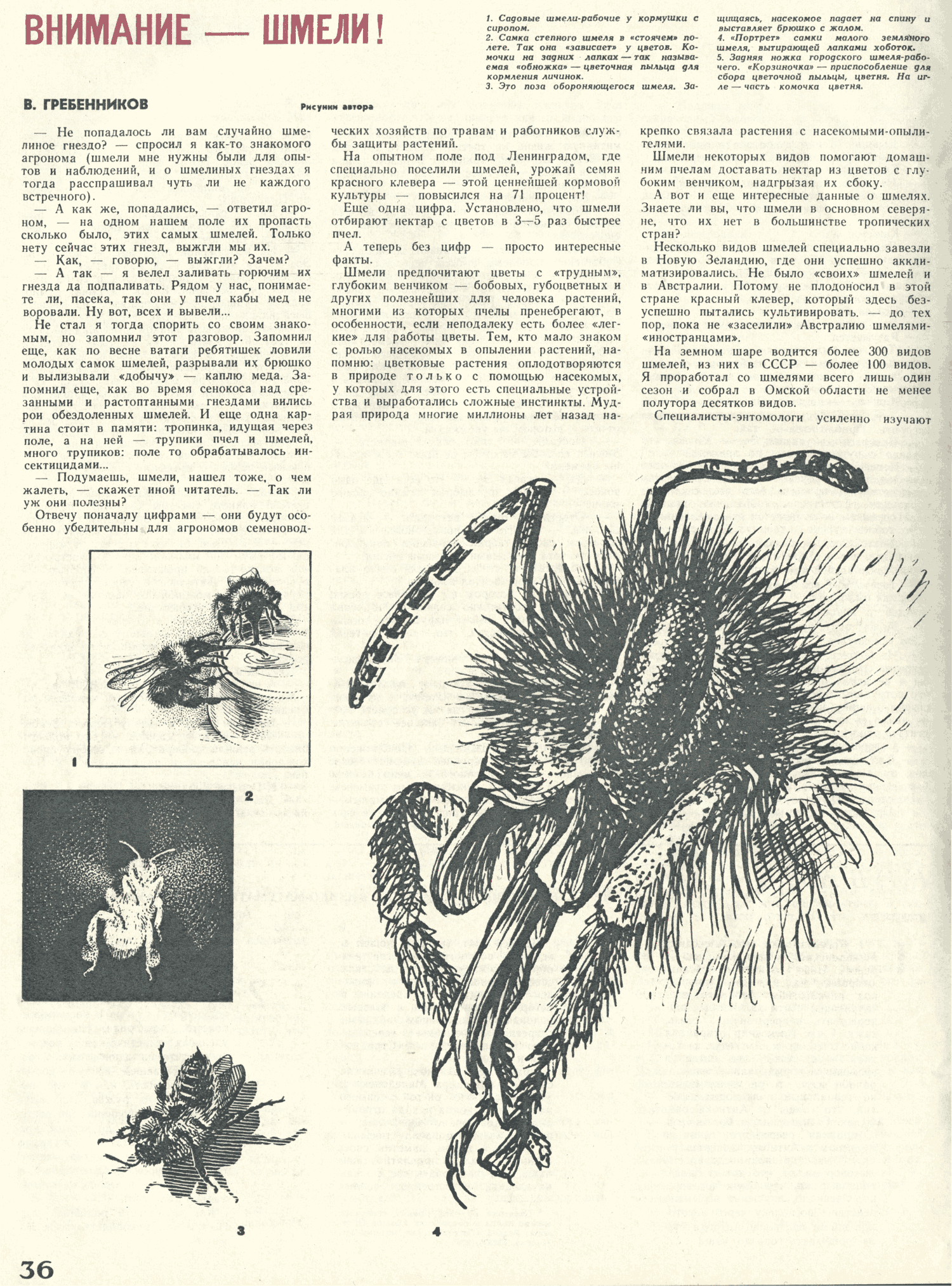 Внимание — шмели. В.С. Гребенников. Знание — сила, 1970, №8, с.36-37. Фотокопия №1